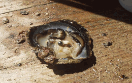 The raw material - pacific oyster