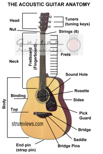 Guitar Anatomy – Understanding The Acoustic Guitar Piece By Piece (Part