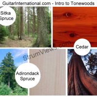 Choosing the Right Tonewood for Your First or Next Acoustic Guitar Guitar